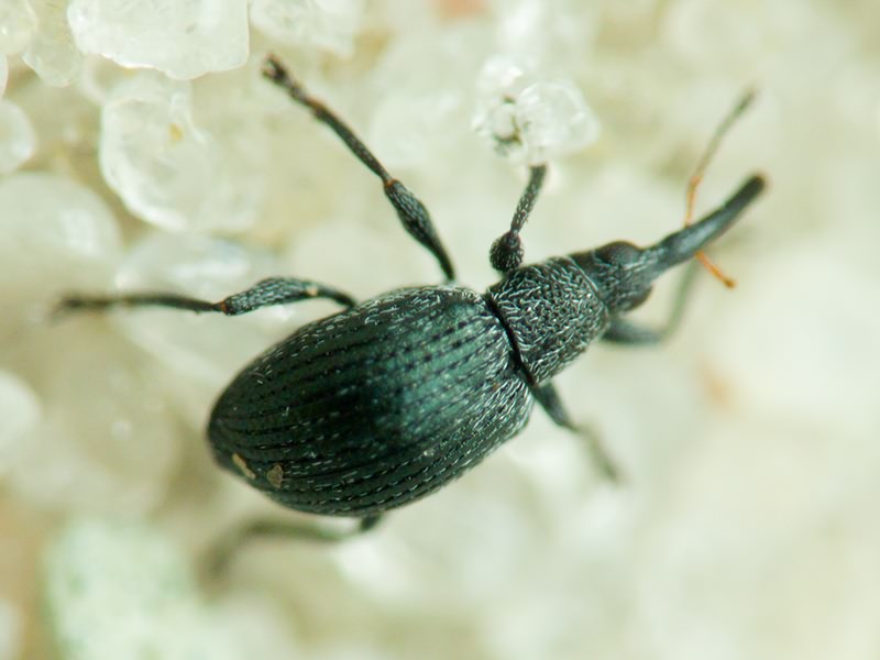 Apionidae Schönherr, 1823